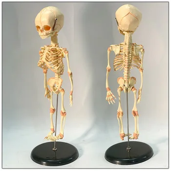 Одинарная для головы, детский череп, исследовательская модель человека, анатомический скелет, Анатомический мозг.